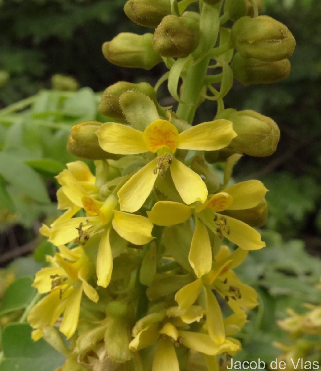 Guilandina bonduc L.